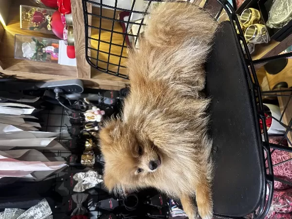 Acil Sahiplendirme Pomeranian Yavru