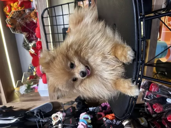 Acil Sahiplendirme Pomeranian Yavru