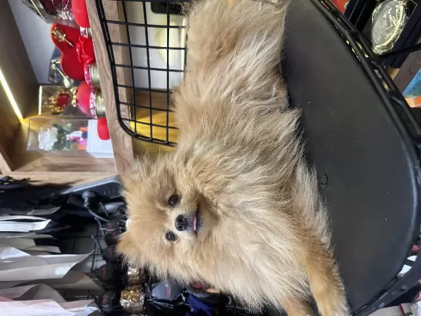 Acil Sahiplendirme Pomeranian Yavru