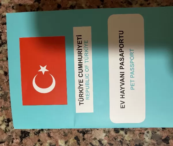 Pomernian Boo 3 Aylık