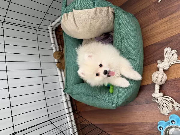 Pomernian Boo 3 Aylık