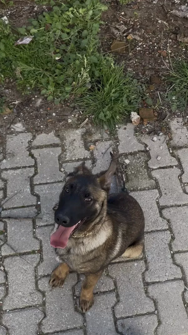 5 Aylık Erkek Malinois Belçika Kurdu Erkek Aşili