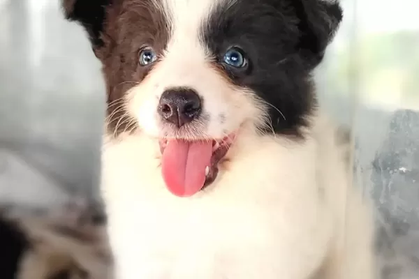 Border Collie Yavruları