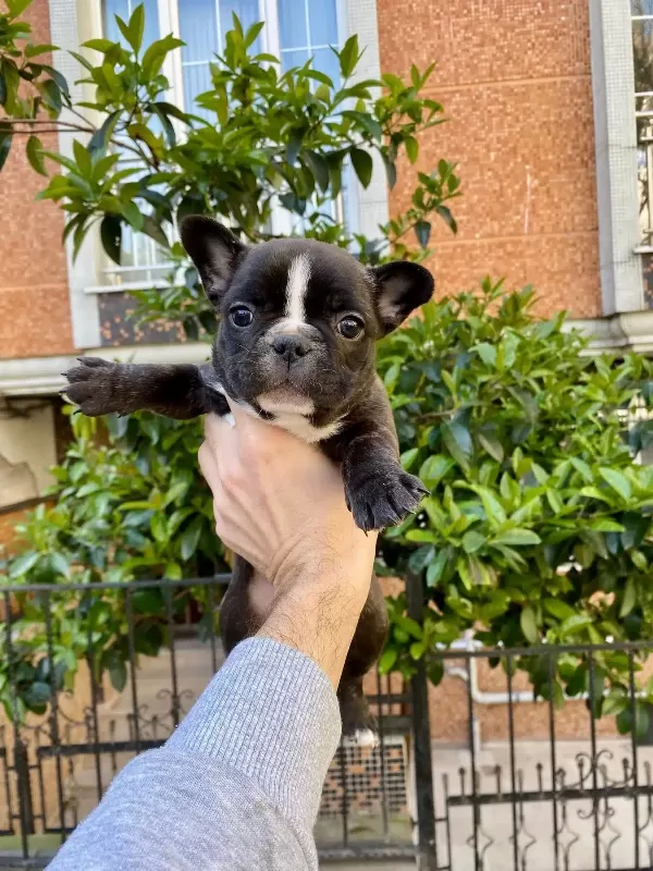 Çok Sevimli Ve Oyuncu French Bulldog Yavrularımız