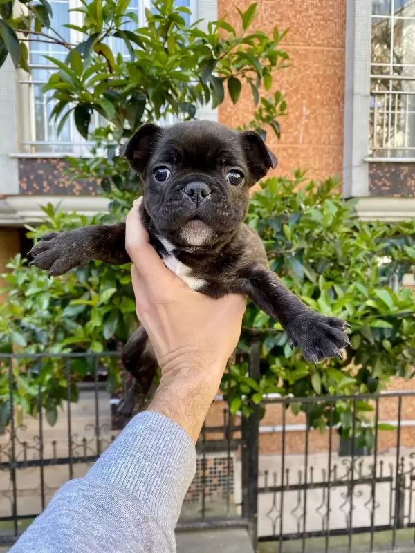 Çok Sevimli Ve Oyuncu French Bulldog Yavrularımız