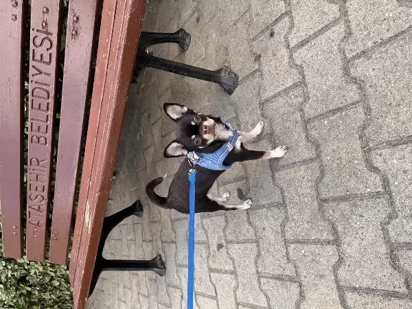 11 Aylık Erkek Chihuahua