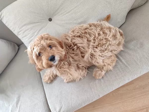 5 Aylık Bir Maltipoo