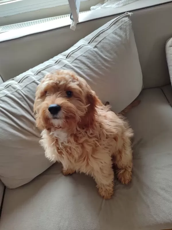 5 Aylık Bir Maltipoo
