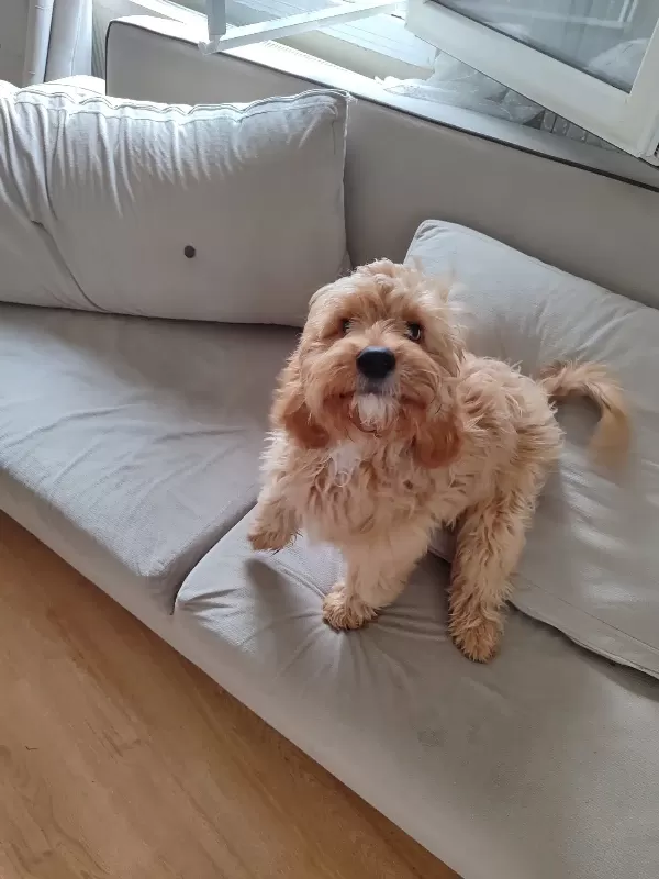5 Aylık Bir Maltipoo