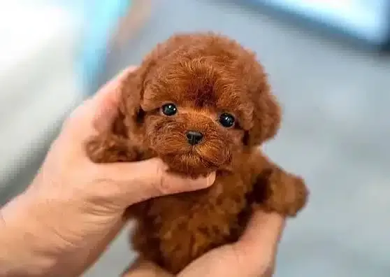 Orjinal Toy Poodle Yavruları