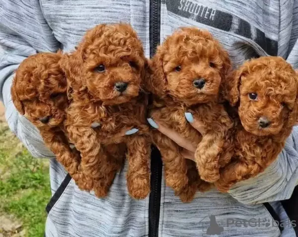 Orjinal Poodle Yavruları