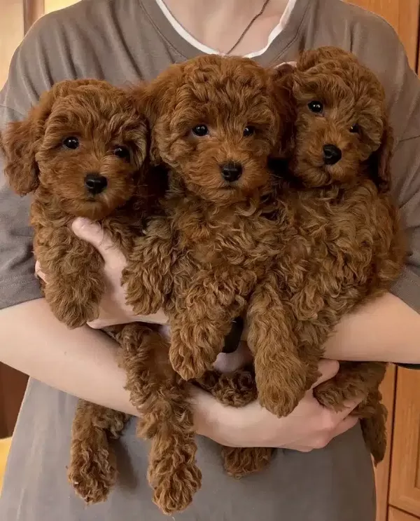 Orjinal Poodle Yavruları