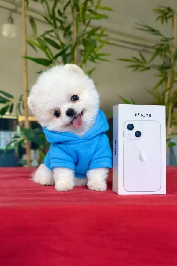 Orjinal Pom Pomerania