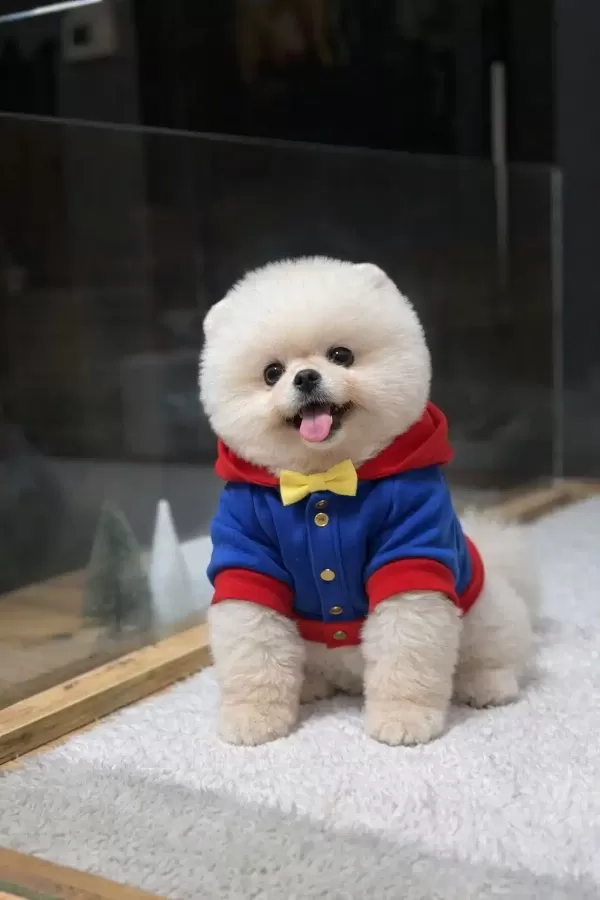 Orjinal Pomeranian Yavrularımız