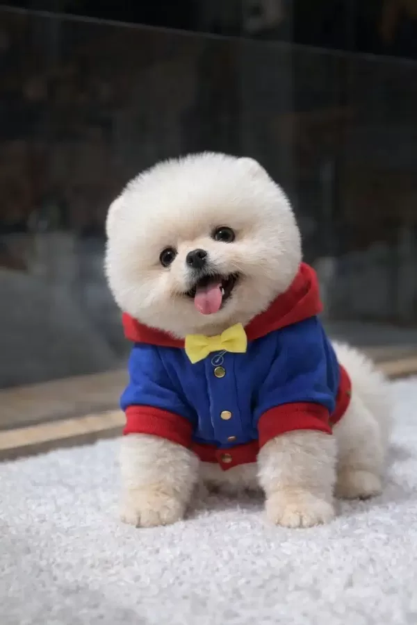 Orjinal Pomeranian Yavrularımız