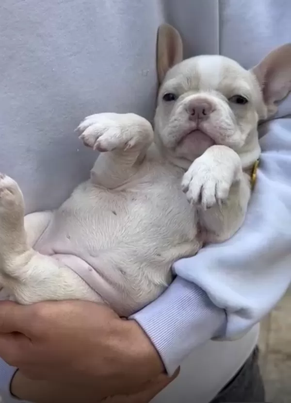 Platinum French Bulldog