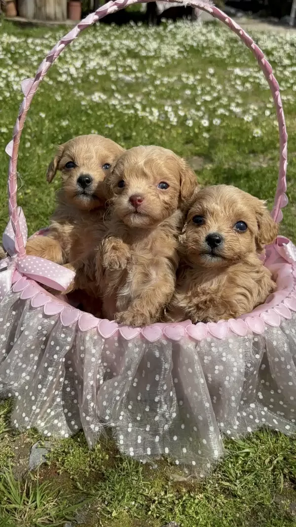 Poodle Yavrular İzmir