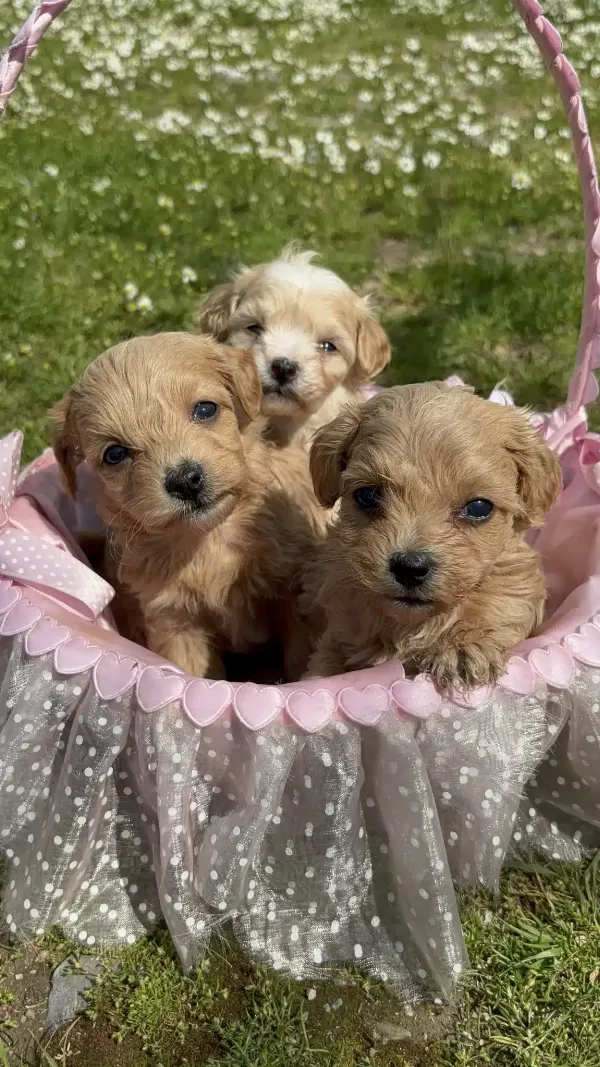 Poodle Yavrular İzmir