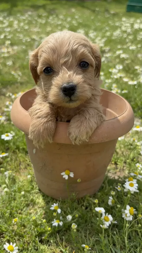 Poodle Yavrular İzmir