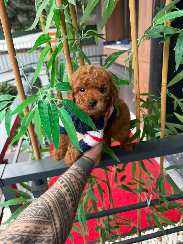 Orjinal Poodle İsteyen