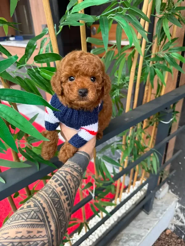 Orjinal Poodle İsteyen