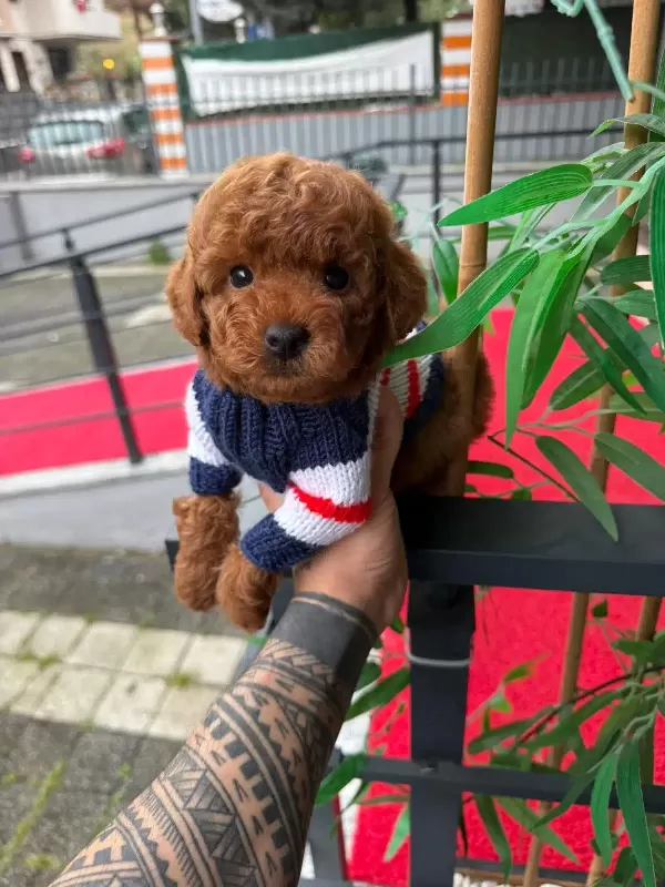 Orjinal Toy Poodle Yavruları