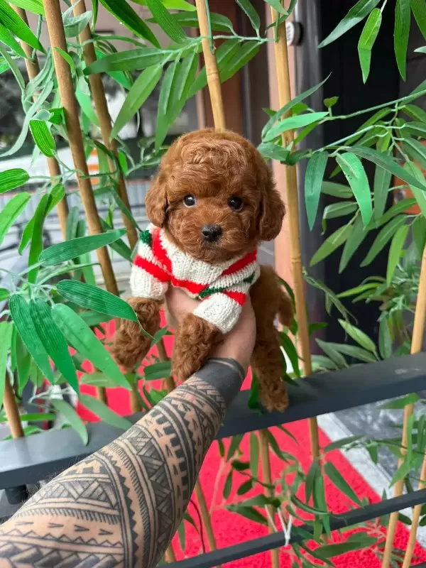Orjinal Toy Poodle Yavruları