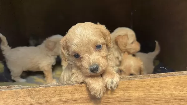 Poodle Yavrular İzmir