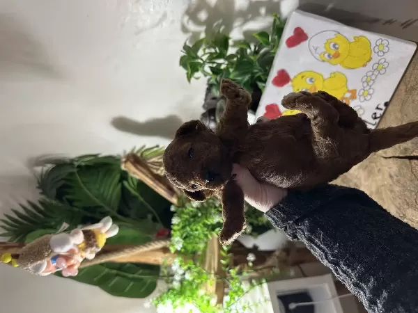 Toy Poodle Yavruları