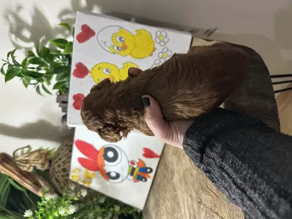 Toy Poodle Yavruları