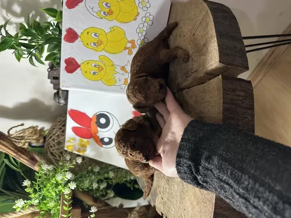 Toy Poodle Yavruları
