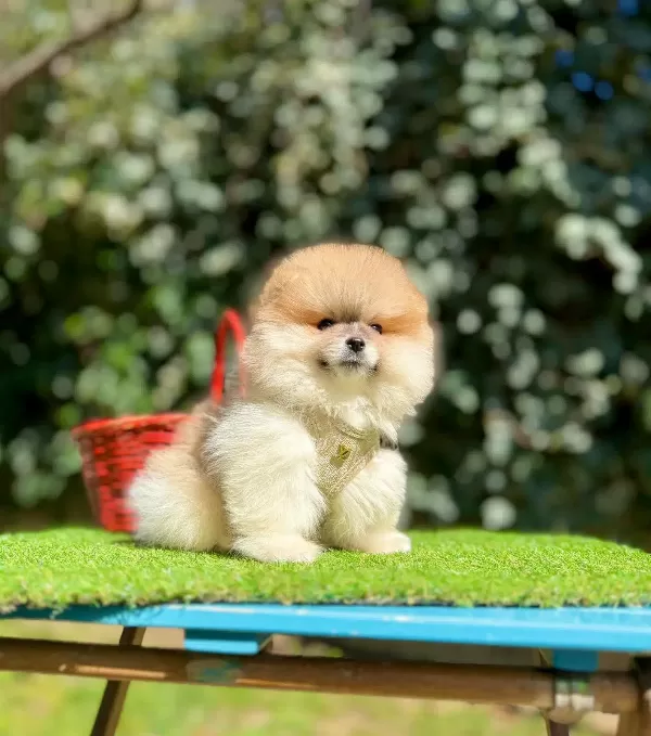 Orjinal Pomeranian Boo