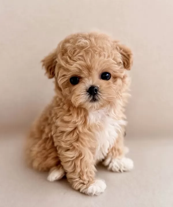 Sağlıklı, Sosyal Ve Aşılı Toy Poodle Yavrular