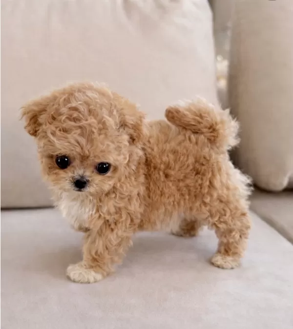 Sağlıklı, Sosyal Ve Aşılı Toy Poodle Yavrular