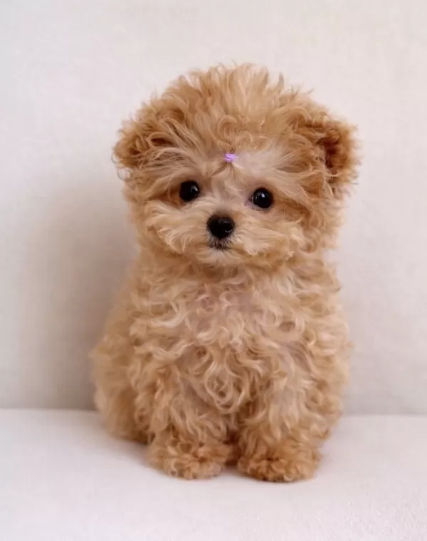 Sağlıklı, Sosyal Ve Aşılı Toy Poodle Yavrular