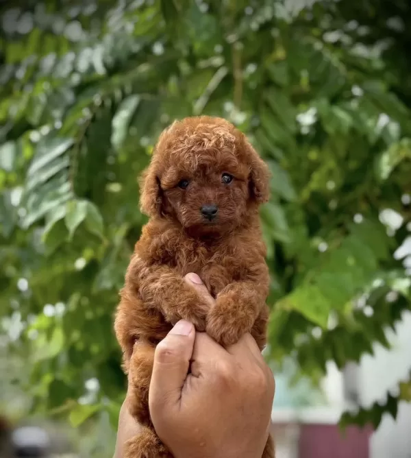 Özenle Büyütülen Aşılı Toy Poodle Yavrular