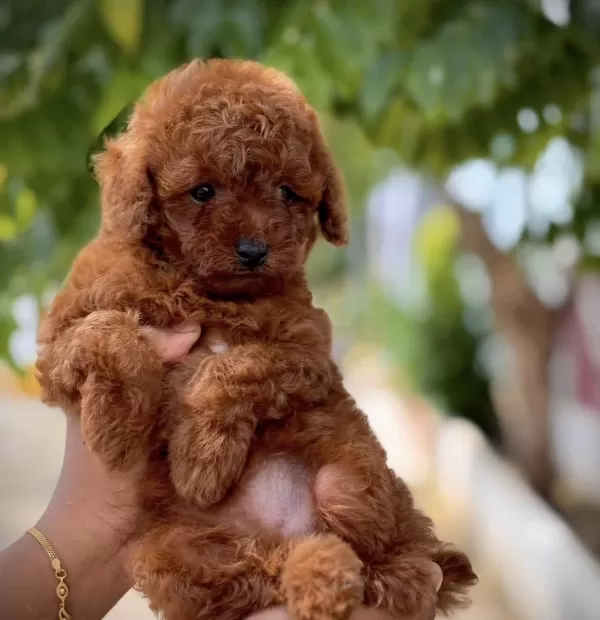 Özenle Büyütülen Aşılı Toy Poodle Yavrular
