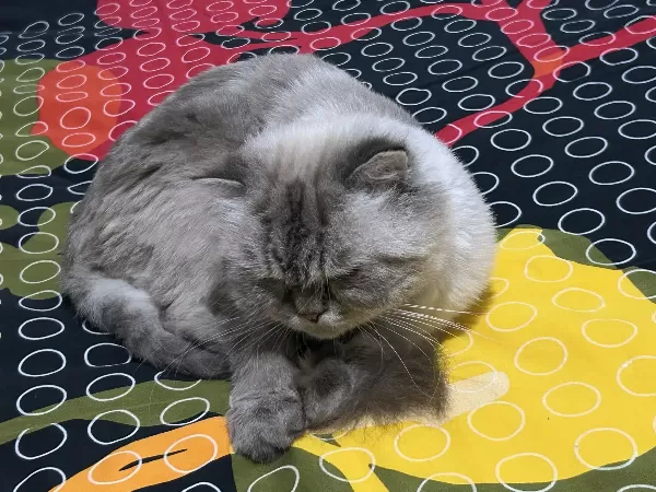 Sakin Bony Oldukça Sessiz Uyumludur. Kötü Bir Huyu Yoktur. Size Iyi Bir Can Dostu Olur