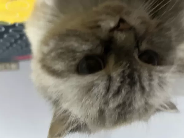 Sakin Bony Oldukça Sessiz Uyumludur. Kötü Bir Huyu Yoktur. Size Iyi Bir Can Dostu Olur