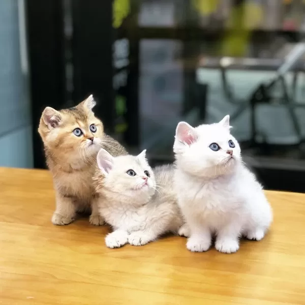 British Shorthair Yavruları