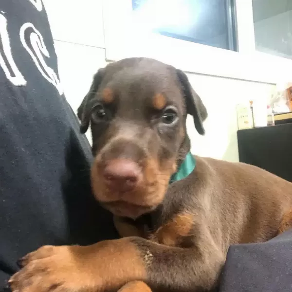 Kızıl Doberman Yavruları