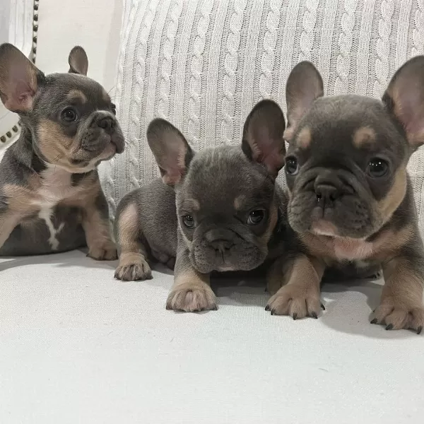 Lilac Tan French Bulldog Yavruları