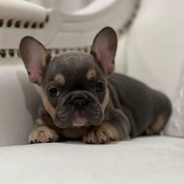 Lilac Tan French Bulldog Yavruları