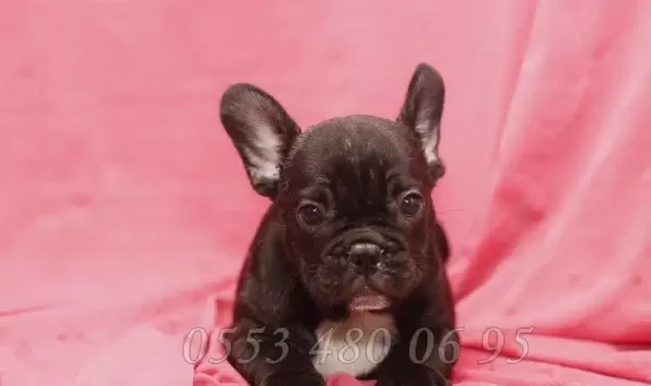 French Bulldog Yavruları