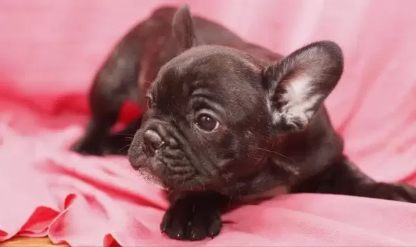 French Bulldog Yavruları