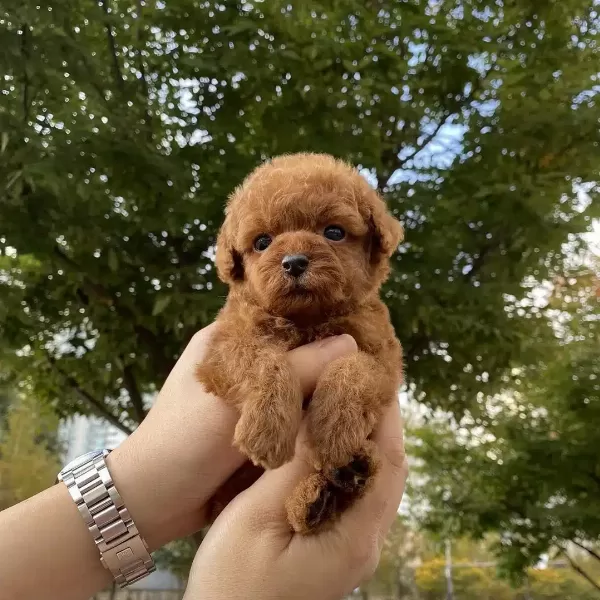 Toy Poodle Yavruları