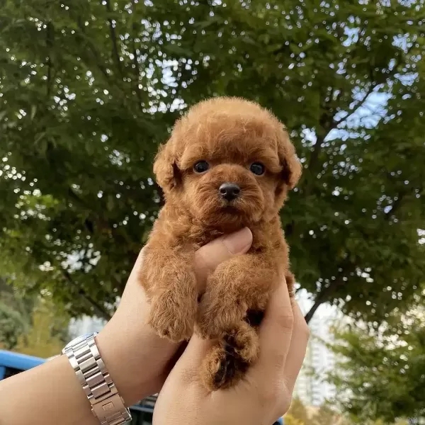 Toy Poodle Yavruları