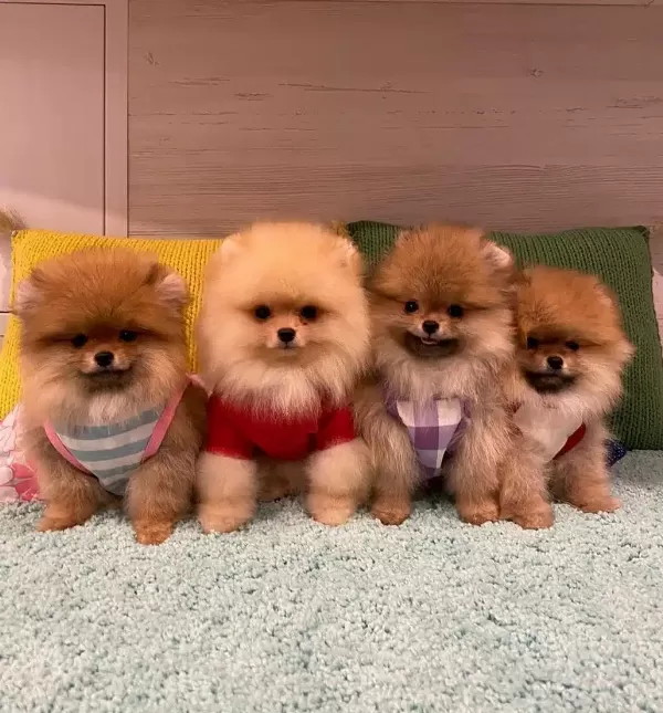 Pomeranian Boo Yavruları