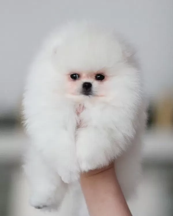 % 100 Ayı Surat Pomeranian Yavruları