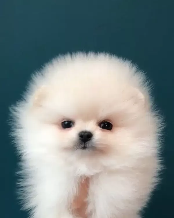 % 100 Ayı Surat Pomeranian Yavruları
